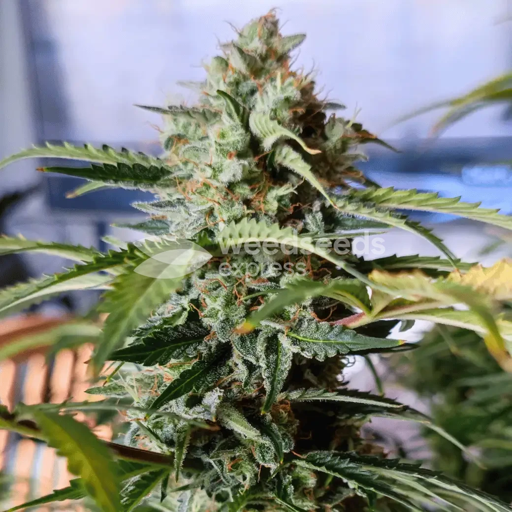 Bruce Banner Auto by WeedSeedsExpress grown by AsNoriu